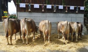 ZF Paloma Windlin Stefan Kerns 75A